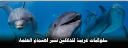 سلوكيات غريبة للدلافين تثير اهتمام العلماء