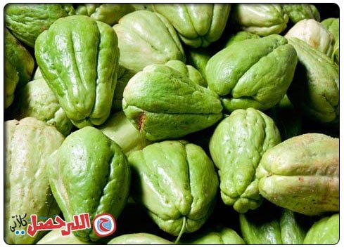 نبات الشايوت - الشوشو